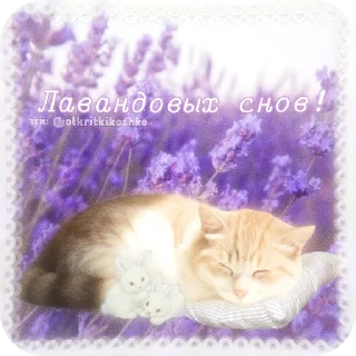 🐱