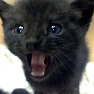 🐱
