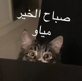 😆