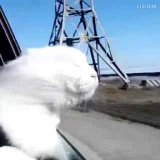 🐾