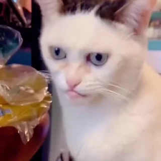 🐈