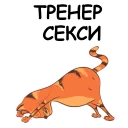 🐱