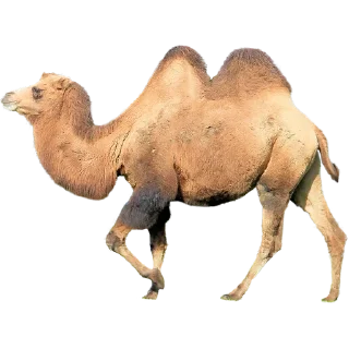 🐫
