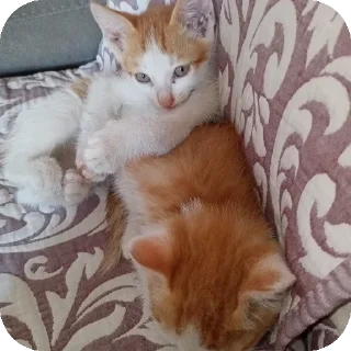 🐱