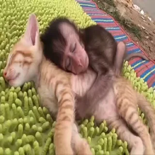 😻