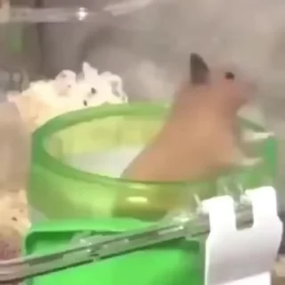 🐹