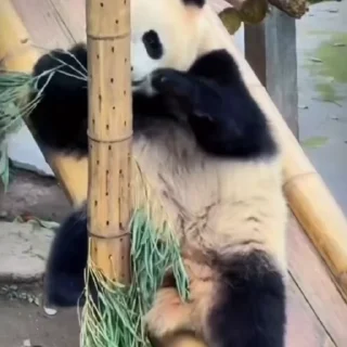 🐼