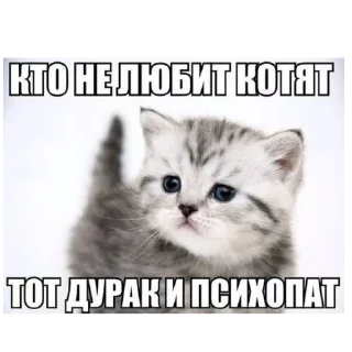 🐱