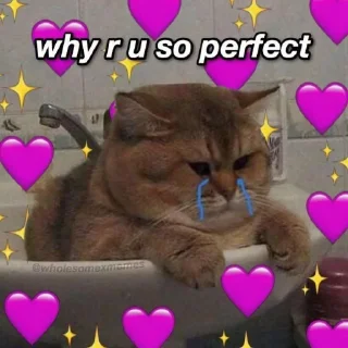 🐱