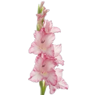 🌸