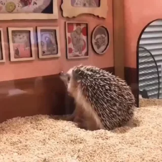 🦔