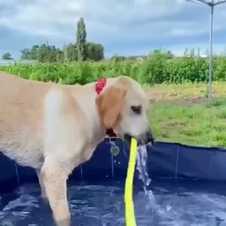🐩