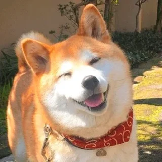 🐶
