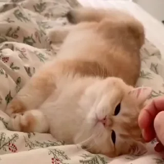 🐈‍⬛