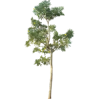🌳