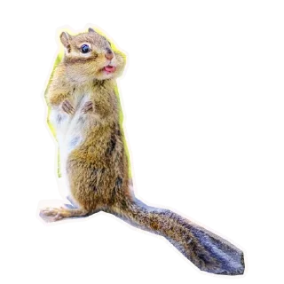 🐿