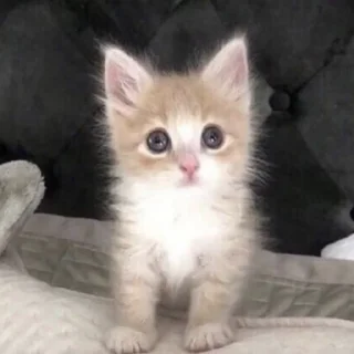 🐱