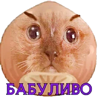 🐱