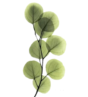 🌿