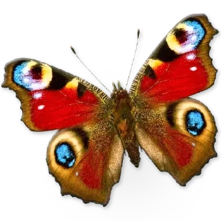 🦋