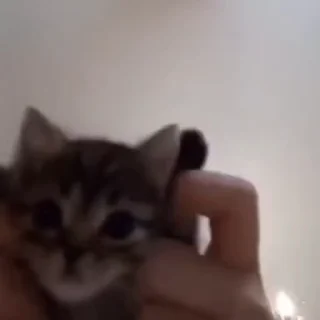 🌟