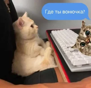 🛎