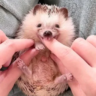 🥺