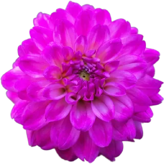 🌺