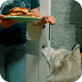 🐶