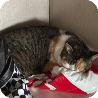 🐱