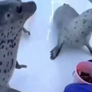 🦭