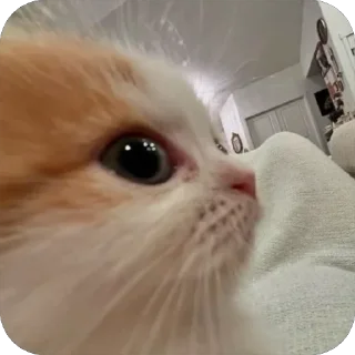 🐾 котячьи пикчи 2 🐾 @byalenkeii | @aesthetifypins