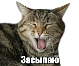 😺