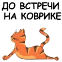 🐱