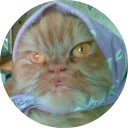 🐱