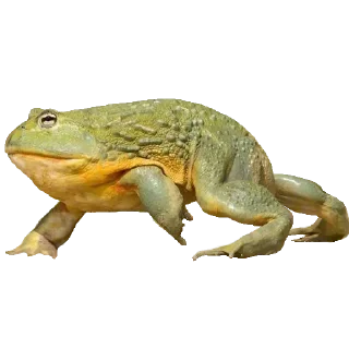 🐸