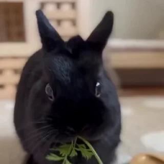 🤩