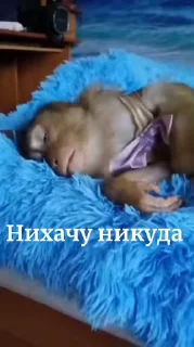 🙈