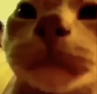 🐱