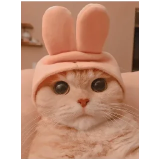 🐰