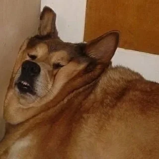 🐶