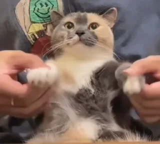 🌟