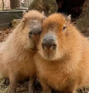 🐗