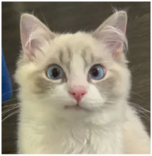 😇