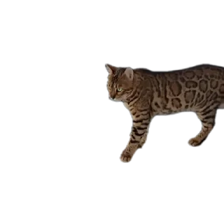 🐱
