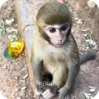 🌟