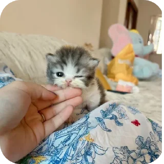 🐱