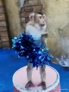 🐵