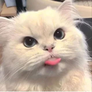 😛