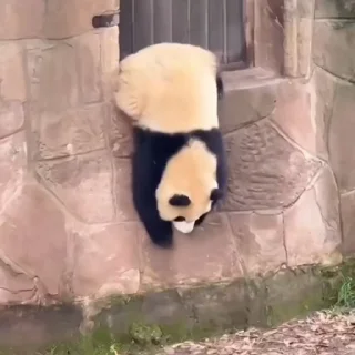 🐼